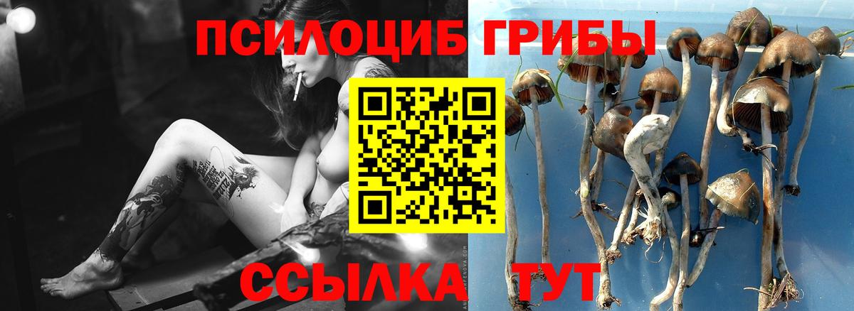 цена   Галлюциногенные грибы Cubensis  Вход с VPN  Куйбышев 